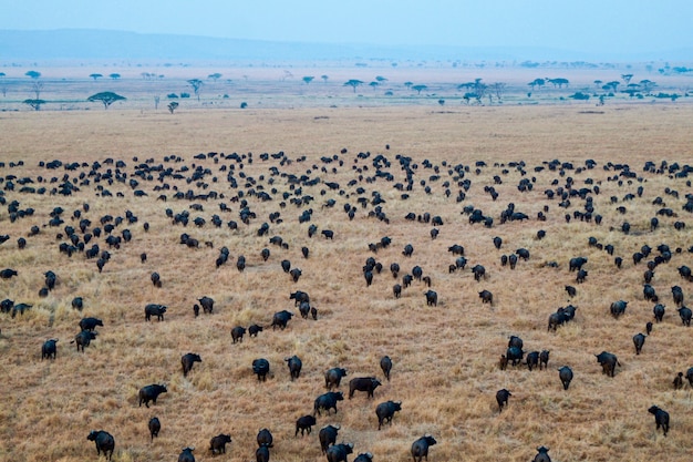 Búfalos no Parque Nacional Serengeti - Tanzânia