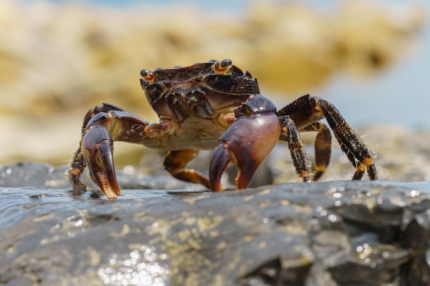 Bunte Steinkrabbe eriphia verrucosa geht zum Wasser auf den Küstenfelsen selektives Fokusbild c