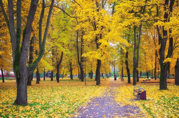 Buntes goldenes Laub im Herbstpark. Schöne hohe Bäume. Zusammensetzung der Natur