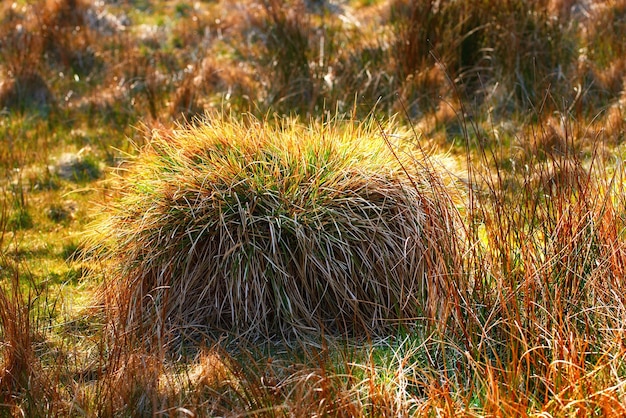 Foto busch-natur und gras im freien in ländlicher umgebung und landschaft in der schweiz rasenpflanzen und hintergrund im garten für ökologische nachhaltigkeit und reisen aufs feld im frühling