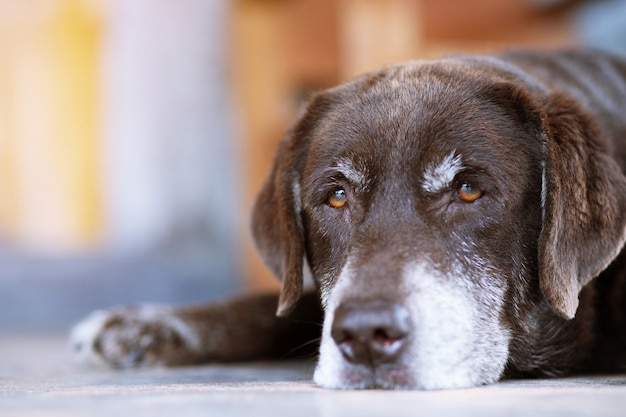 Cachorro esperando na frente da casa conceito de animais de estimação