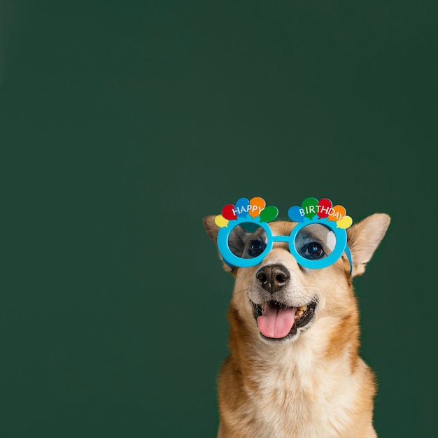 Foto cachorro fofo com óculos e fundo verde