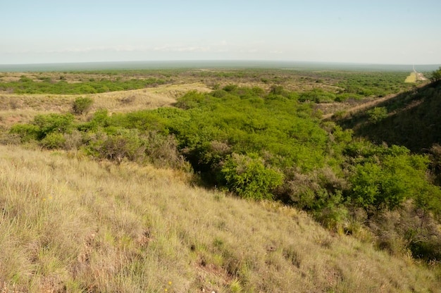 Calden floresta paisagem Prosopis Caldenia plantas La Pampa província Patagônia Argentina