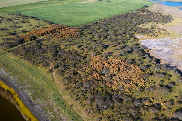 Calden-Waldlandschaft Prosopis Caldenia Pflanzen La Pampa Provinz Patagonien Argentinien