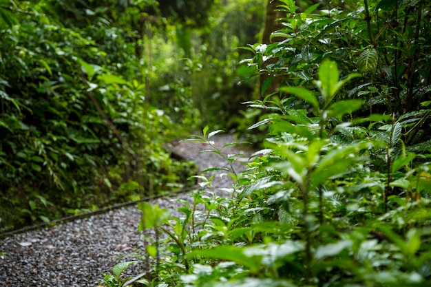 Caminho molhado na floresta tropical depois da chuva