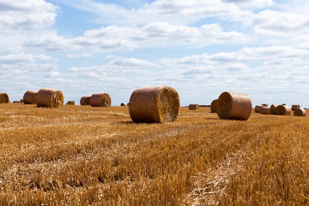 Campo agrícola com pilhas de palha de centeio