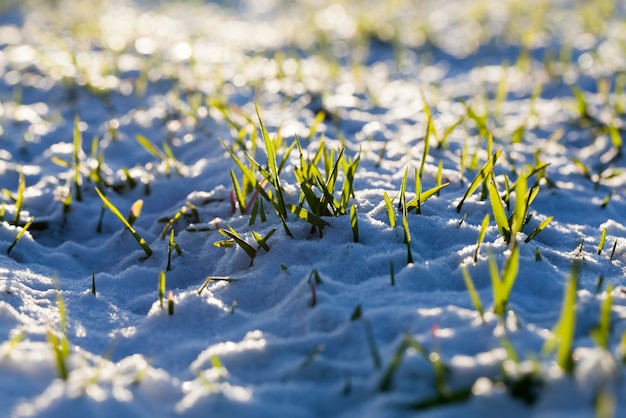 Campo agrícola onde o trigo é cultivado