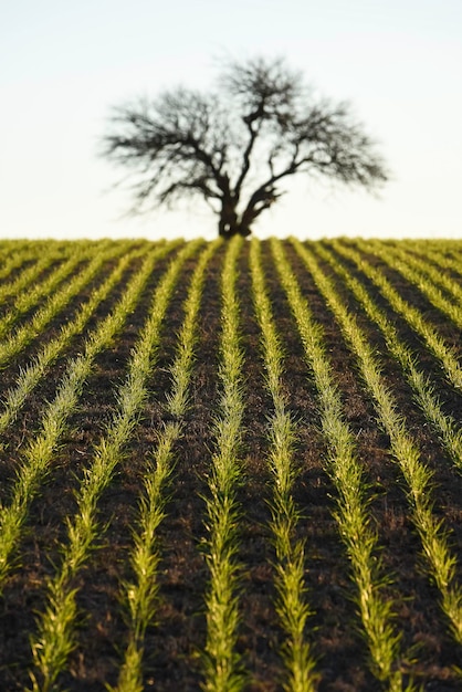 Campo de pampas semeando linhas diretas Argentina