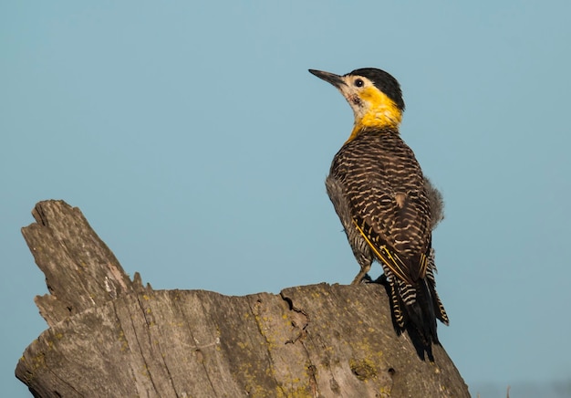 Campo Flicker, Província de La Pampa, Patagônia, Argentina.