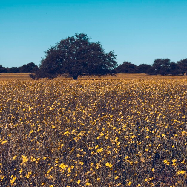 Campo florido na planície das Pampas Província de La Pampa Patagônia Argentina