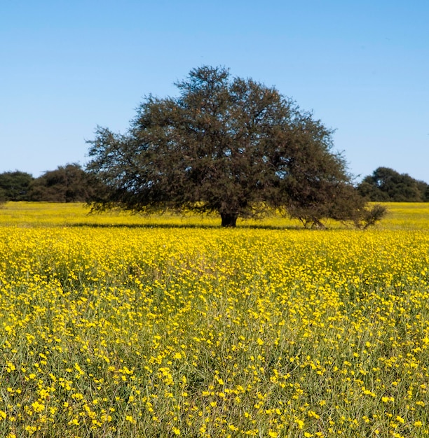 Campo florido na planície das Pampas Província de La Pampa Patagônia Argentina