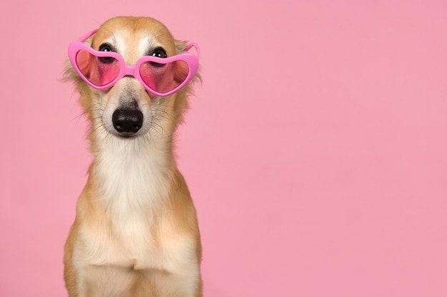 Foto cão de estimação feliz fundo