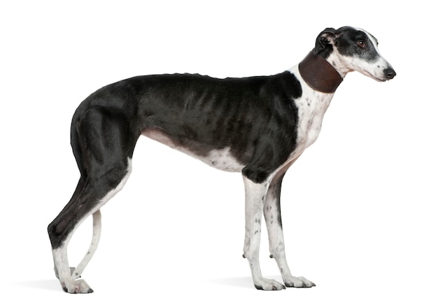 Foto cão galgo espanol, 5 anos, de pé