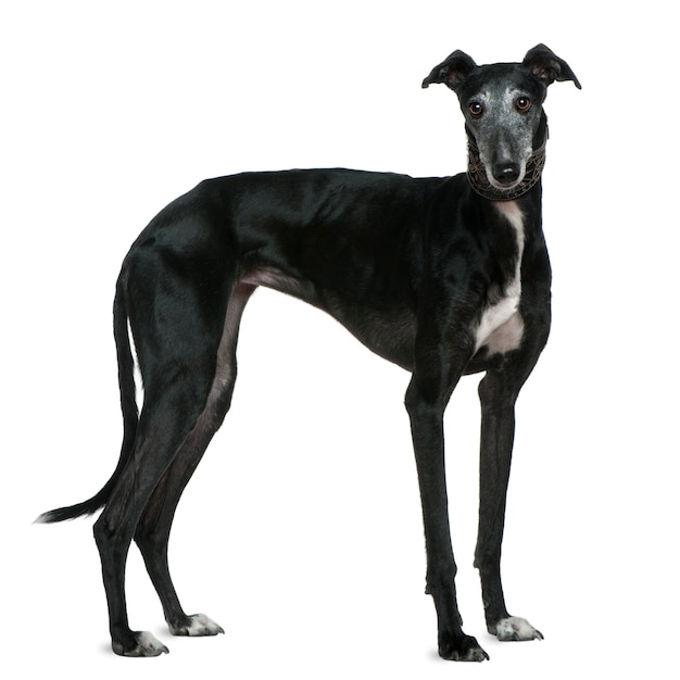 Foto cão galgo espanol, 5 anos, em frente a parede branca