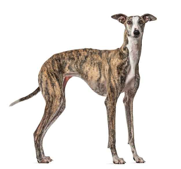 Foto cão slim galgo em pé, isolado no branco