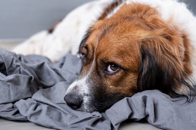 Cão triste de alto ângulo, sentada no chão