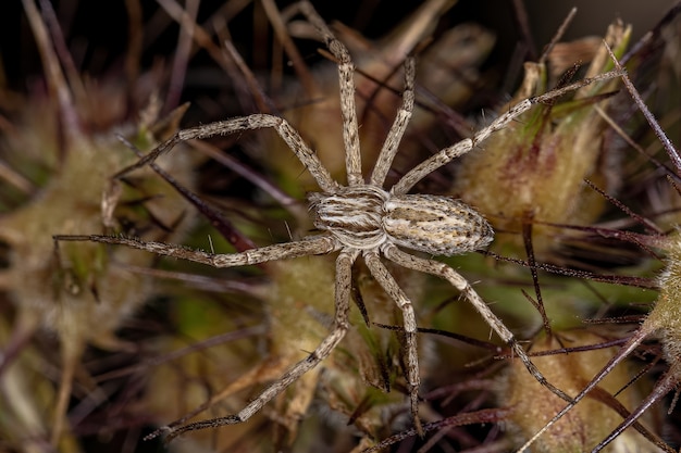 Foto caranguejo aranha corredor da família philodromidae