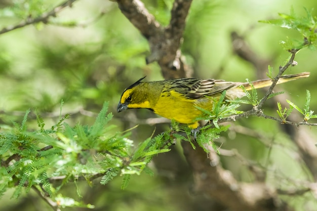 Cardeal amarelo Gubernatrix cristata Espécie ameaçada de extinção em La Pampa Argentina