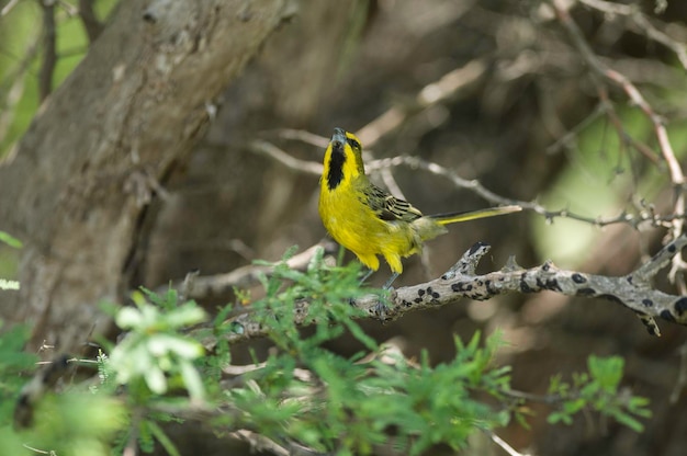 Cardeal amarelo Gubernatrix cristata Espécie ameaçada de extinção em La Pampa Argentina