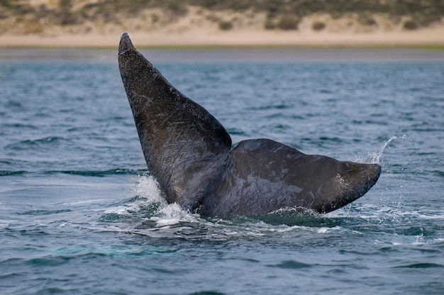 Cauda da Baleia Franca Austral, Península Valdés, Patagônia, Argentina,