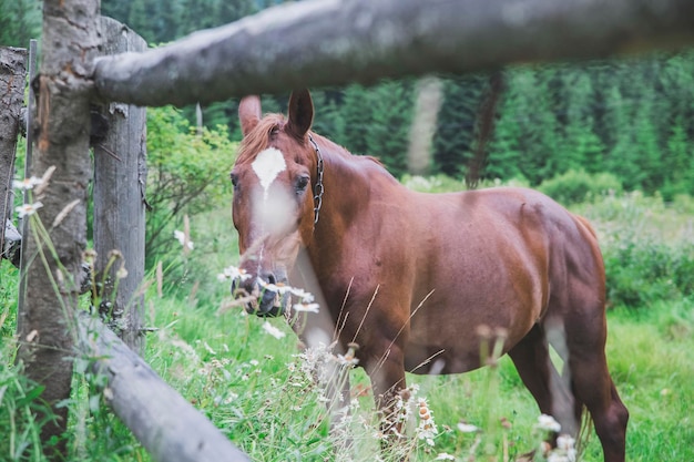 Foto cavalo de pé no campo