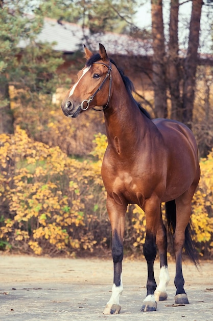 Foto cavalo de pé no rancho