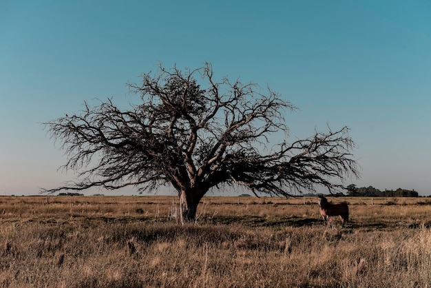 Cavalo e árvore solitária na paisagem das Pampas