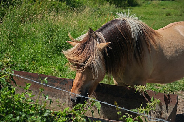 Foto cavalo num campo