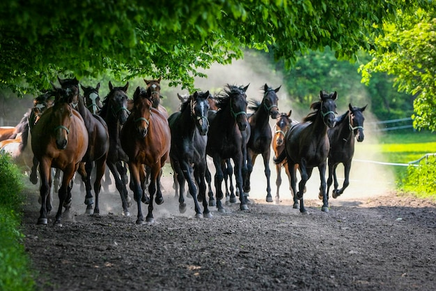 Foto cavalos no campo