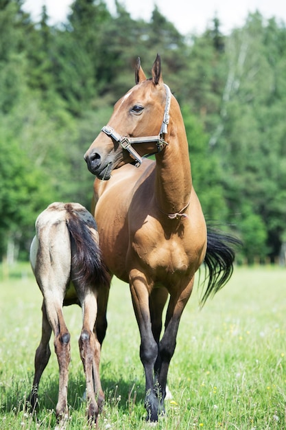 Foto cavalos no campo