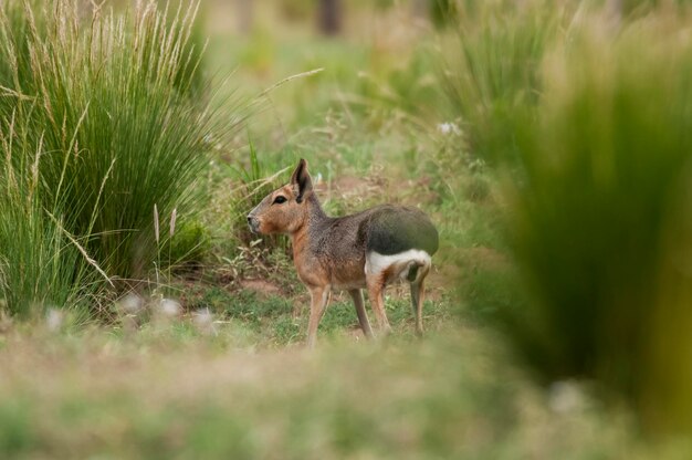 Cavi da Patagônia no ambiente de pastagens Pampas Província de La Pampa Patagônia Argentina