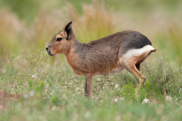 Cavi da Patagônia no ambiente de pastagens Pampas Província de La Pampa Patagônia Argentina