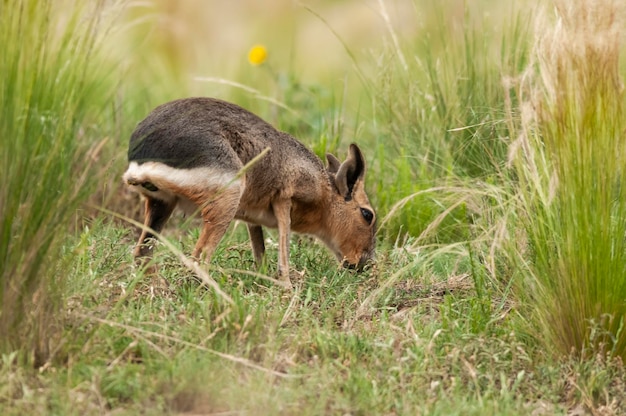 Cavi da Patagônia no meio ambiente de pastagens da Pampas Provincia de La Pampa Patagônia Argentina