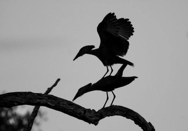 Cegonha-martelo Kruger National Park África do Sul