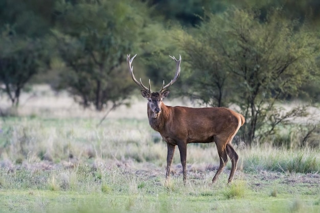 Cervo vermelho macho em La Pampa Argentina Parque Luro Reserva Natural