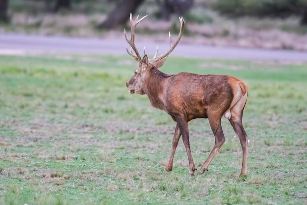 Cervo vermelho macho em La Pampa Argentina Parque Luro Reserva Natural