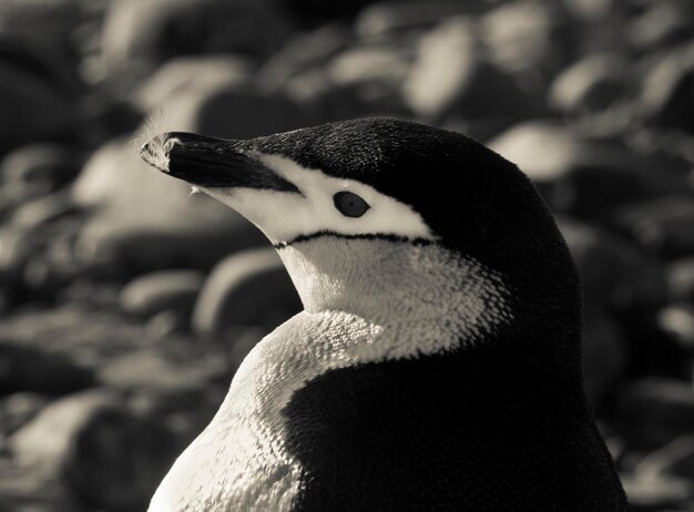 Chinstrap Penguin Paulet ilha Antártica