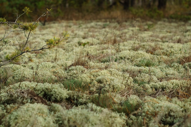 Foto cladonia ist eine gattung von moosartigen flechten. nahrungsquelle für rentiere