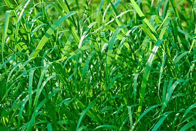 Close da grama verde para o fundo