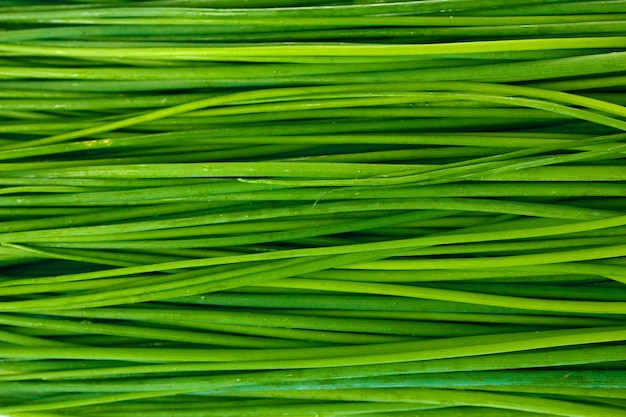 Close up bonito da cebolinha da cebola verde