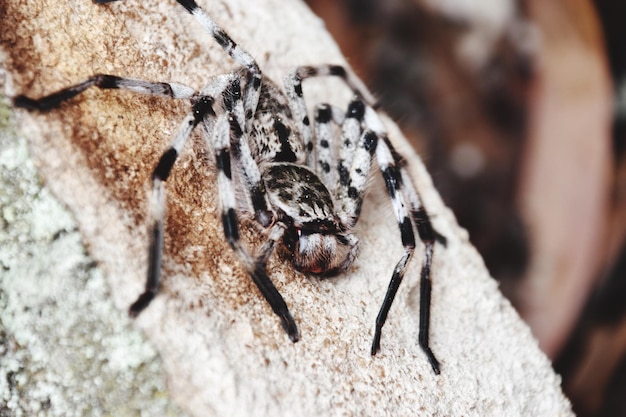 Foto close-up de aranha em rocha