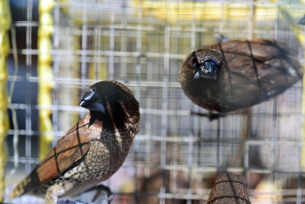 Foto close-up de aves empoleiradas em gaiolas