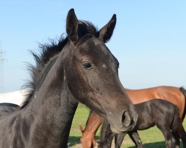 Foto close-up de cavalo no campo