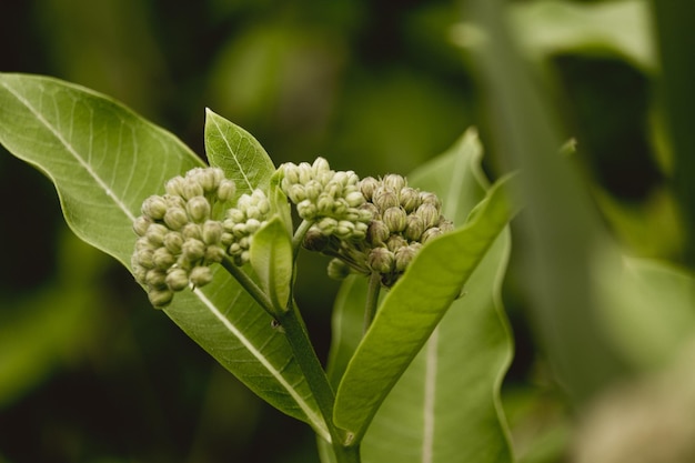 Foto close-up de folhas verdes frescas