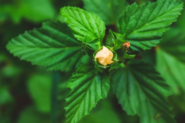 Close-up de planta com flores