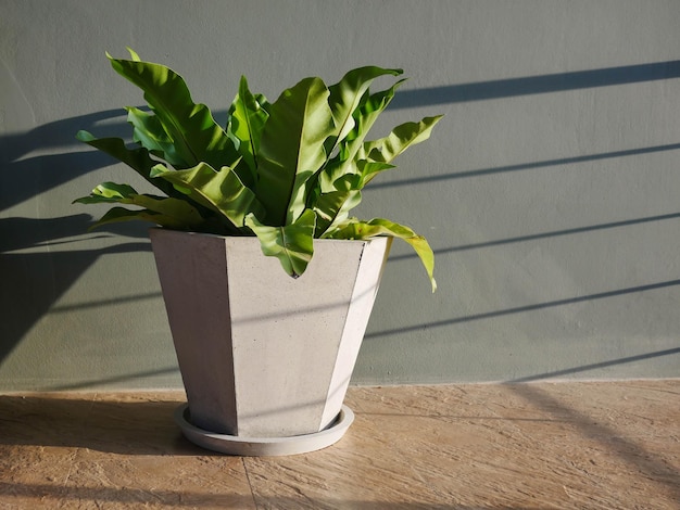 Foto close-up de planta em vaso em mesa contra a parede