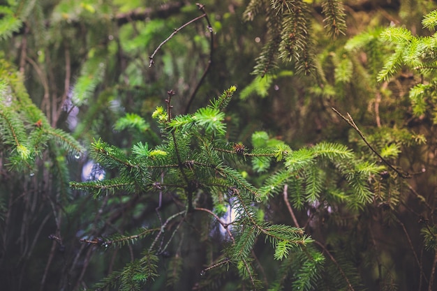 Foto close-up de plantas que crescem em árvores