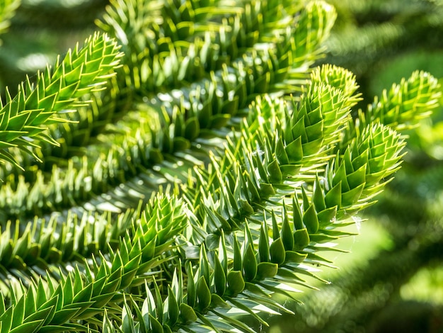 Foto close-up de plantas verdes frescas