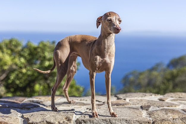 Foto close-up de um cão em uma rocha