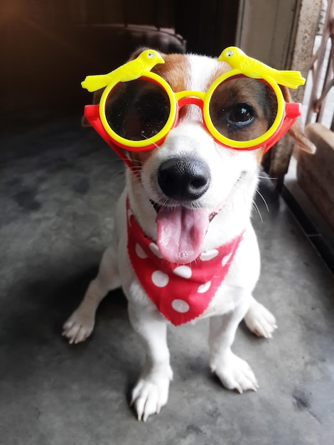 Foto close-up de um cão usando óculos de novidade